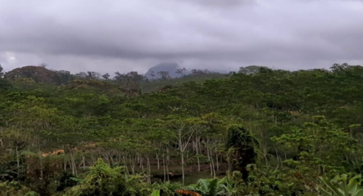 Daftar 10 Hutan Unik di Indonesia