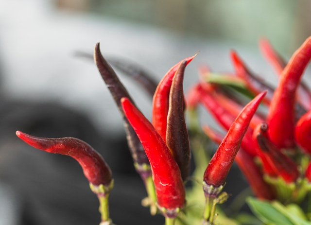 Jenis sayuran yang cocok ditanaman di daerah panas. Foto: Freepik