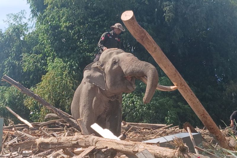 Gajah Sumatra (Elephas maximus sumatranus) jinak yang membantu membersihkan puing kayu di permukiman warga akibat bencana alam di Desa Meunasah Bie, Pidie Jaya, Aceh, Senin (8/12/2025). (ANTARA/Rahmat Fajri)