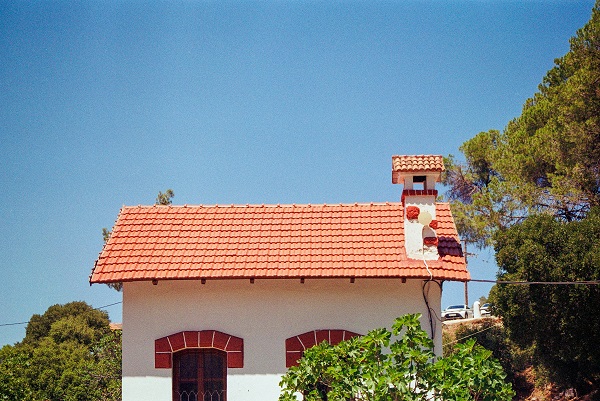 Cicak suka masuk rumah. Foto: Unsplash. 