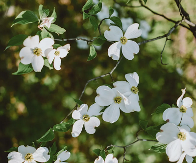Deretan Tanaman Hias yang Diprediksi Jadi Tren 2026