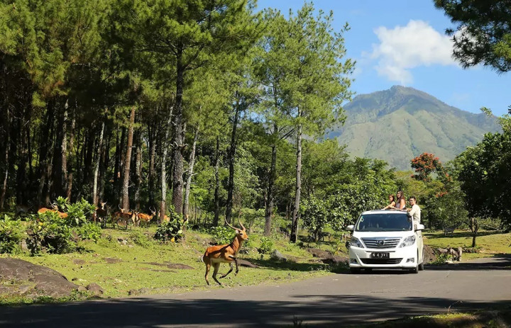 Tiket Mulai Rp170 Ribu, Ini Serunya Liburan Keluarga di Taman Safari Prigen
