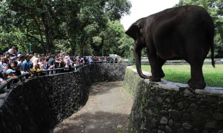 Hiburan Atraksi Satwa di Ragunan Selama Libur Nataru, Simak Jadwalnya