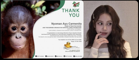 Fans Hearts2Hearts Adopsi Orangutan Atas Nama Carmen