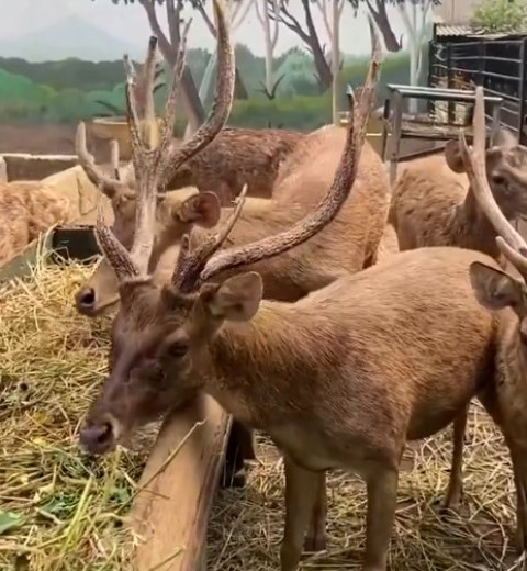   Harga tiket masuk Kebun Binatang Surabaya (KBS) tetap sangat terjangkau. (Foto: Dok. Kebun Binatang Surabaya)