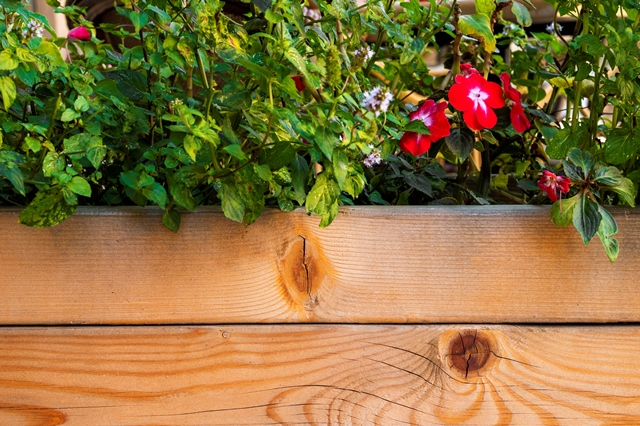 7 Tanaman Hias Merambat untuk Pagar Rumah, Cantik dan Mudah Dirawat