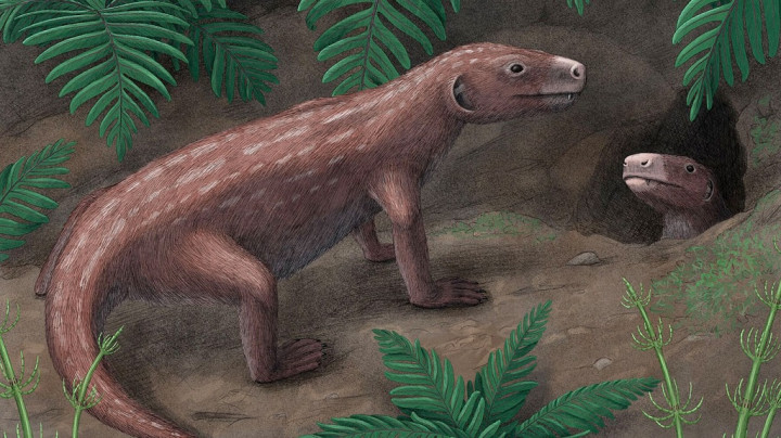 Penemuan Fosil Thrinaxodon Ungkap Awal Evolusi Pendengaran Mamalia