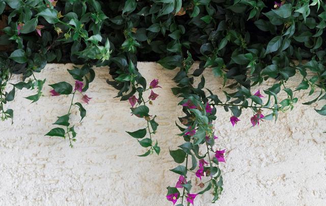 Berita Terpopuler Properti: Cara Mengurus Sertifikat Tanah hingga Tanaman di Pagar