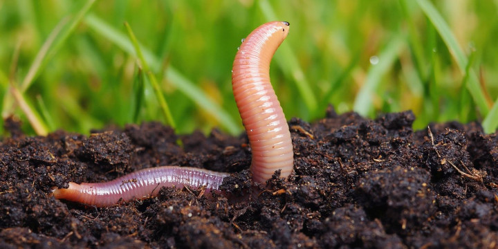 Setop Remehin Cacingan! Dokter IPB Ungkap Dampak Seriusnya Bagi Anak