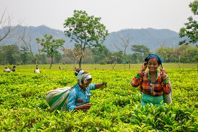 Sektor Agribisnis Potensi Besar Serap Banyak Lapangan Kerja