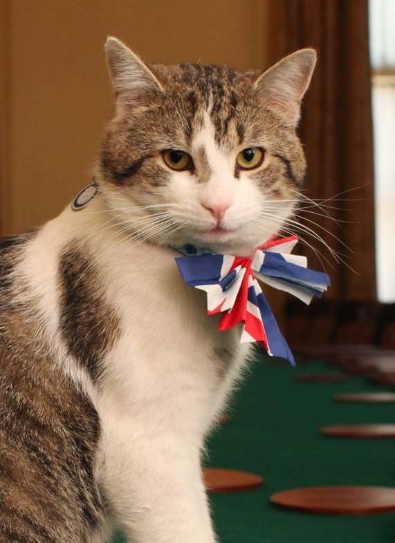 Larry the Cat. Foto: gov.uk via wikipedia