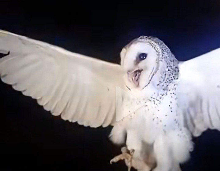 Viral Wanita di NTT Tembak Mati Burung Hantu Gegara Ganggu Tidurnya