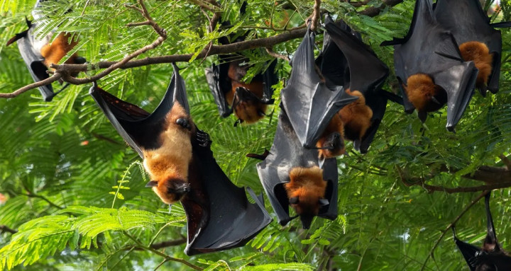 Asal Usul Virus Nipah, Ini Cara Penularan hingga Pencegahannya