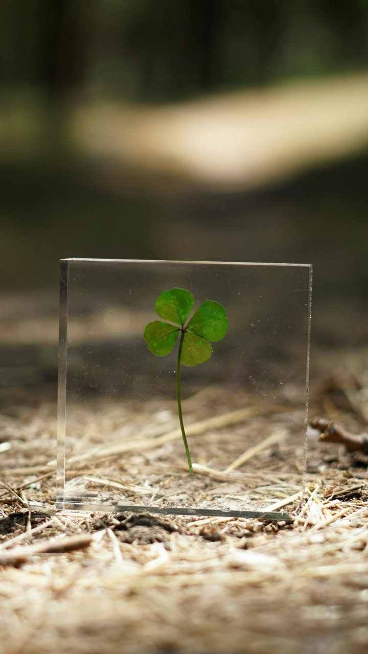 5 Fakta Menarik Semanggi Berdaun Empat, Simbol Keberuntungan yang Langka