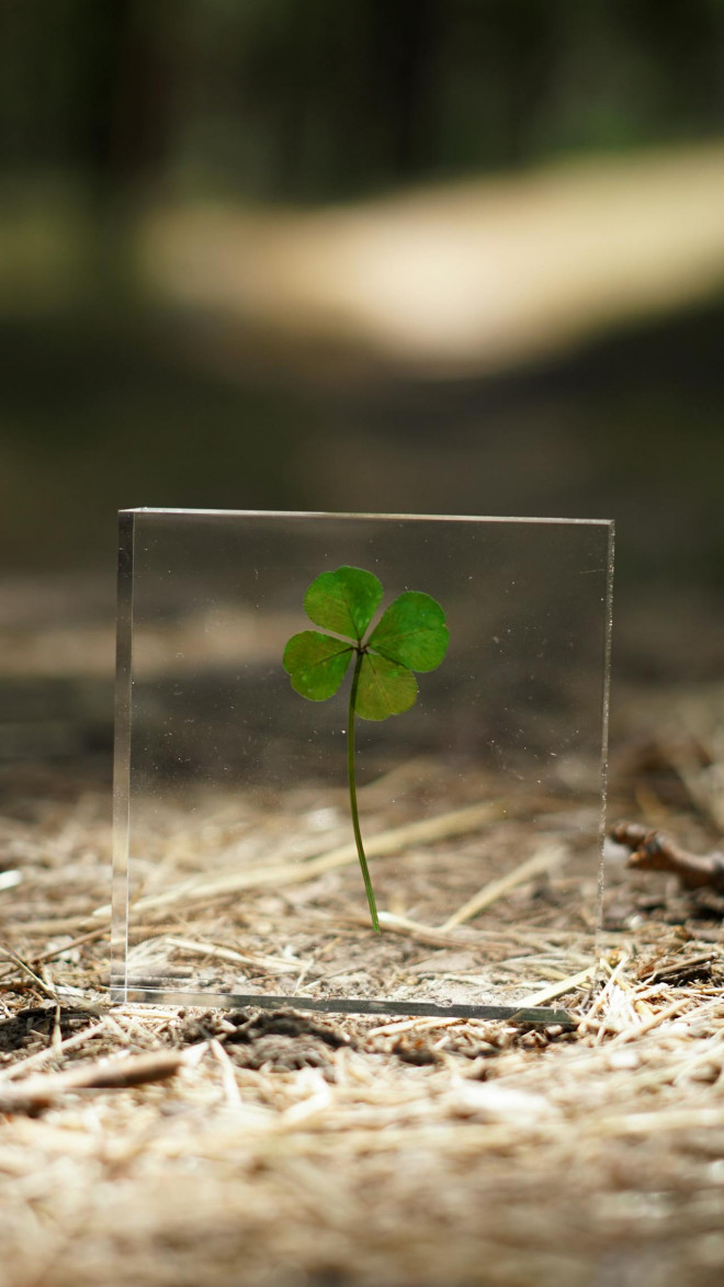 Ilustrasi semanggi berdaun empat. Foto: Pexels