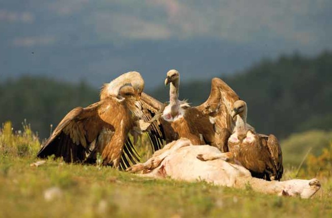 Apakah Hewan Memutari Objek Merupakan Kejadian Mistis? Ini Penjelasan Ilmiah Pakar IPB