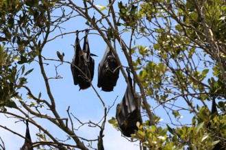 Kelelawar Masuk Rumah, Ini Makna dan Penyebabnya