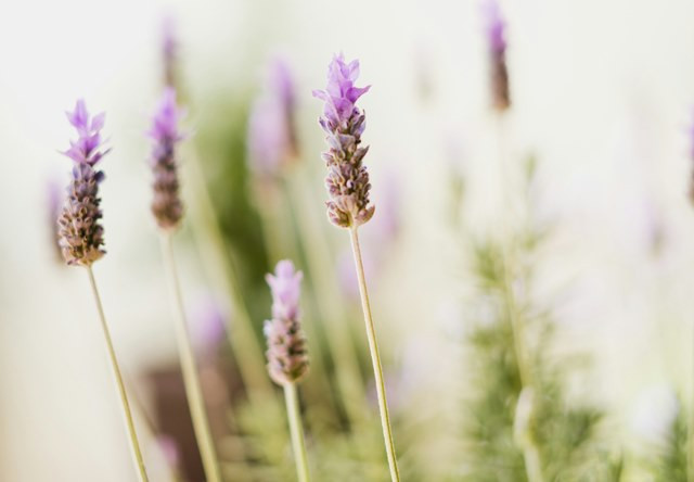 Anti-Nyamuk Club! 4 Tanaman Ini Fix Jadi Red Flag Buat Nyamuk DBD di Rumah