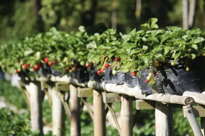 4 Agrowisata Petik Buah Hits di Lembang dan Ciwidey