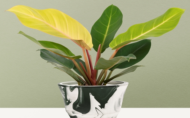 Tanaman hias yang dipercaya bawa rezeki dalam kepercayaan Feng Shui. Foto: Freepik