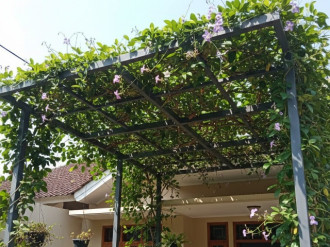 Inspirasi Kanopi Tanaman Rambat untuk Rumah Tropis