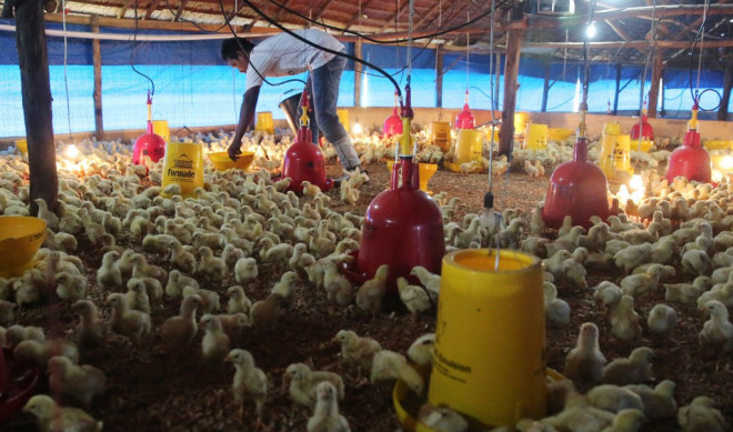 Ayam Broiler. Foto: Medcom.id,