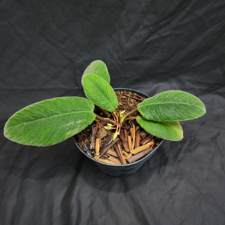 BRIN Temukan ‘Lidah Kucing’, Spesies Tumbuhan Baru dari Hutan Batang Toru Sumatra Utara