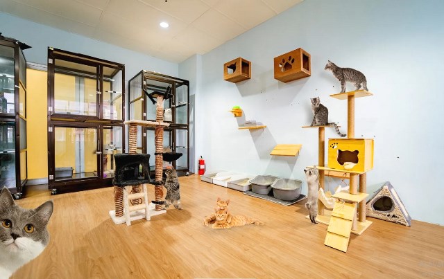   Jadi, selama mudik, bukan cuma pemiliknya yang bisa tenang, tetapi anabul juga tetap happy dan terawat. (Foto: Dok. Miru Pet Hotel)