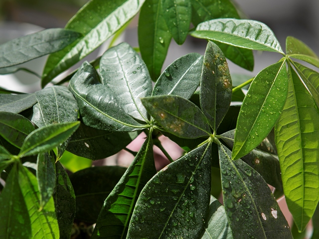 Tanaman yang dikenal sebagai pembawa energi positif. Foto: Freepik