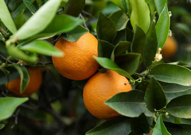 Pohon buah yang dipercaya membawa rezeki. Foto: Freepik