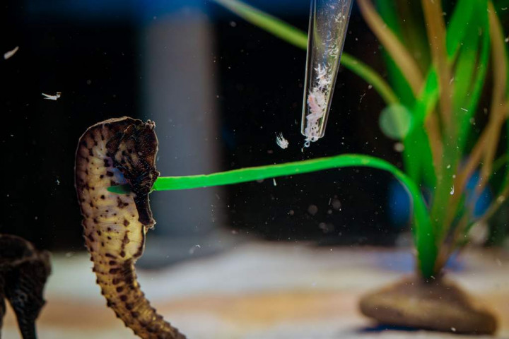 Ngintip Kehidupan Kuda Laut dari Dekat? Ini Tur Eksklusif di Singapore Oceanarium!