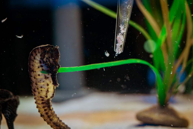 Pemberian Pakan Kuda Laut. Dok. Singapore Oceanarium