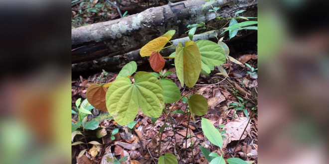 Kangkang Katup Asal Lingga. Foto: IPB