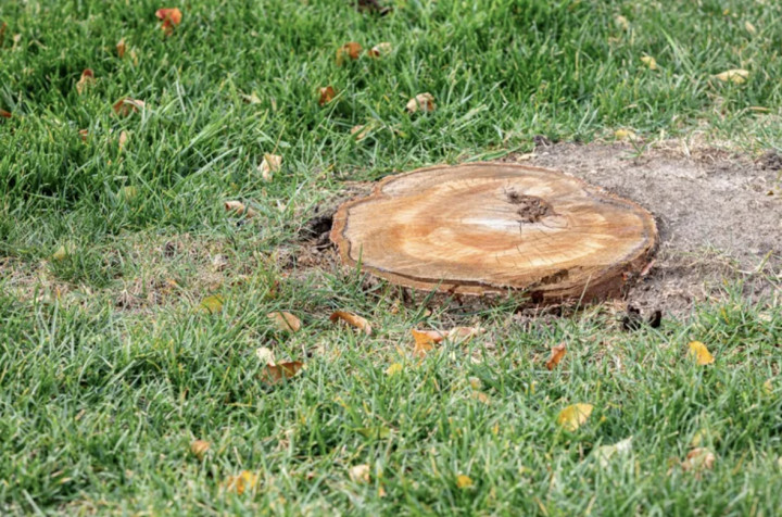 Cara Menghilangkan Tunggul Pohon di Halaman, Praktis, dan Nggak Ribet!