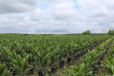DSNG Bukukan Laba Rp1,8 Triliun pada 2025, Tumbuh 60 Persen