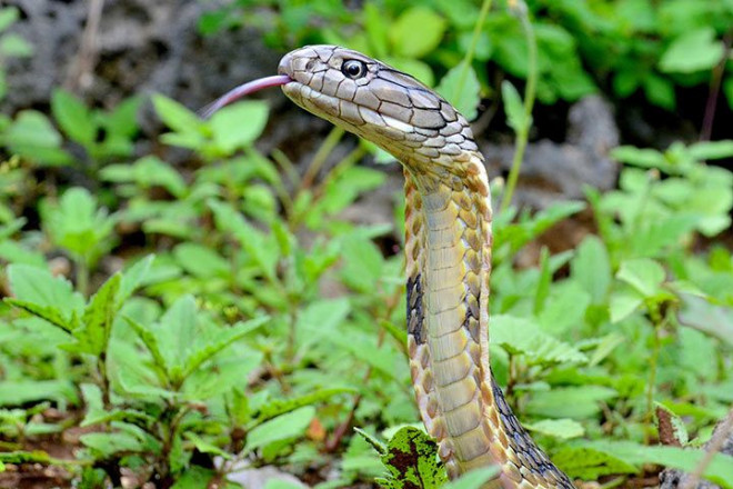 Tanaman yang bisa mengusir ular dari rumah. Foto: Shutterstock