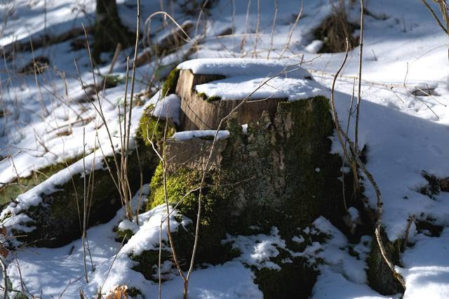 Masih ada tunggul pohon? Ini cara aman bersihkan tunggul pohon. (Foto: Ilustrasi/Dok. Unsplash.com)