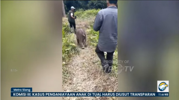 Satwa Langka Makin Sering Terlihat, Tak Selalu Menandakan Peningkatan Populasi