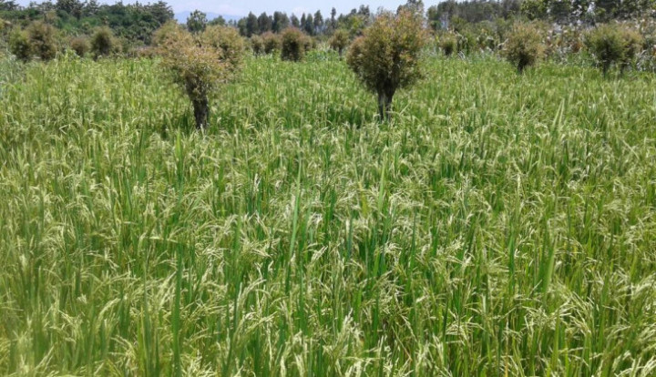 Ancaman Hama Saat El Nino Godzilla 2026, Dosen IPB Bagikan Solusi Sederhana dan Mudah Buat Petani