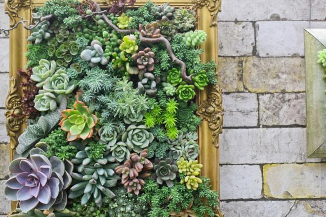 Tanaman hias yang cocok di musim kemarau. Foto: Freepik