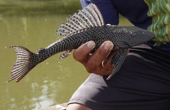 Alih-Alih Dikubur, Pakar IPB Sarankan Ikan Sapu-Sapu Jadi Pupuk Tanaman Hias
