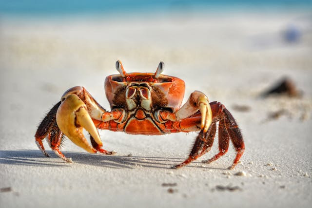 Studi Ungkap Alasan Kepiting Jalan Menyamping