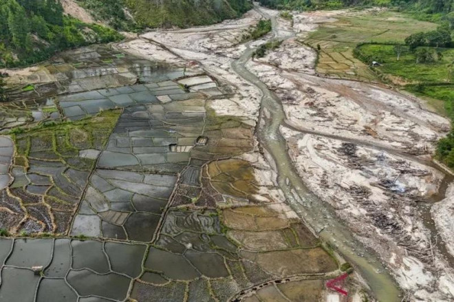 Sawah terdampak bencana hidrometeorologi kembali hijau ditanami masyrakat.