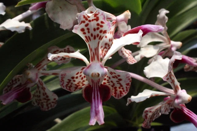 Anggrek Merapi (Vanda Tricolor). DOK UGM