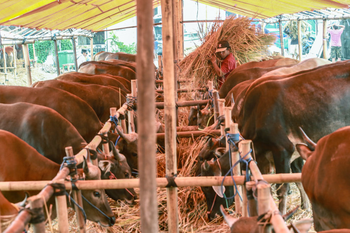 ​Lapak Hewan Kurban Mulai Marak Jelang Iduladha