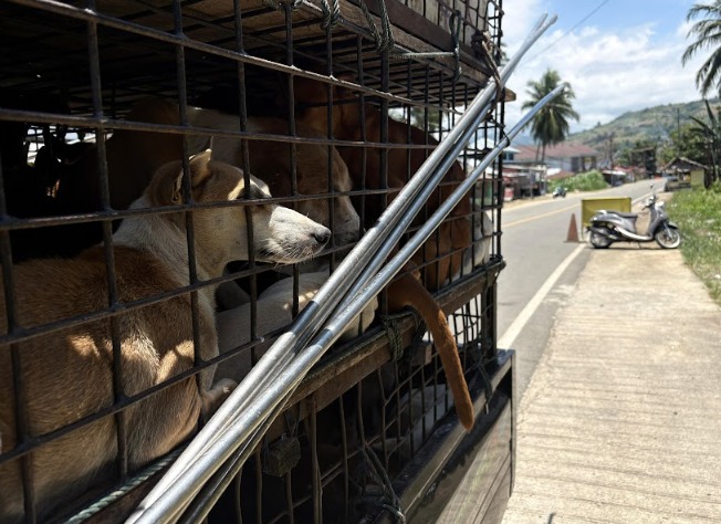 Upaya Eliminasi Rabies, Gorontalo Larang Perdagangan Daging Anjing dan Kucing