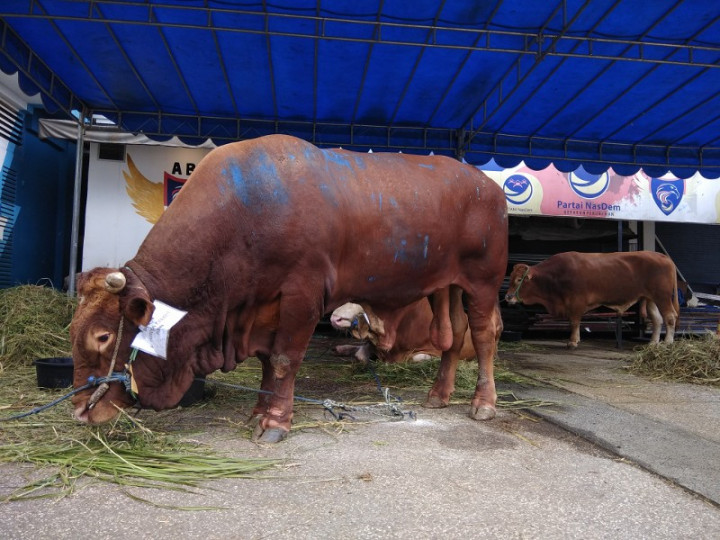 Mitos vs Fakta: Cara Olah dan Simpan Daging Kurban yang Benar ala Pakar IPB