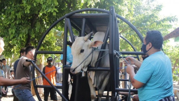 Apa Itu Restraining Box? Kenali Alat Canggih Fapet UGM Bikin Sapi Kurban Penurut dan Tenang