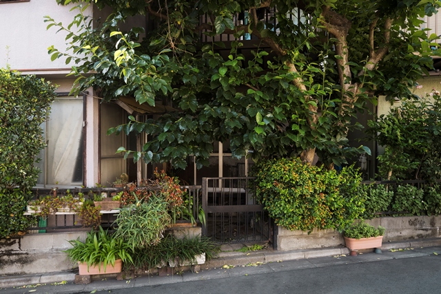 7 Jenis Pohon yang Sebaiknya Jangan Ditanam Dekat Rumah, Bisa Rusak Fondasi
