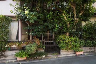 7 Jenis Pohon yang Sebaiknya Jangan Ditanam Dekat Rumah, Bisa